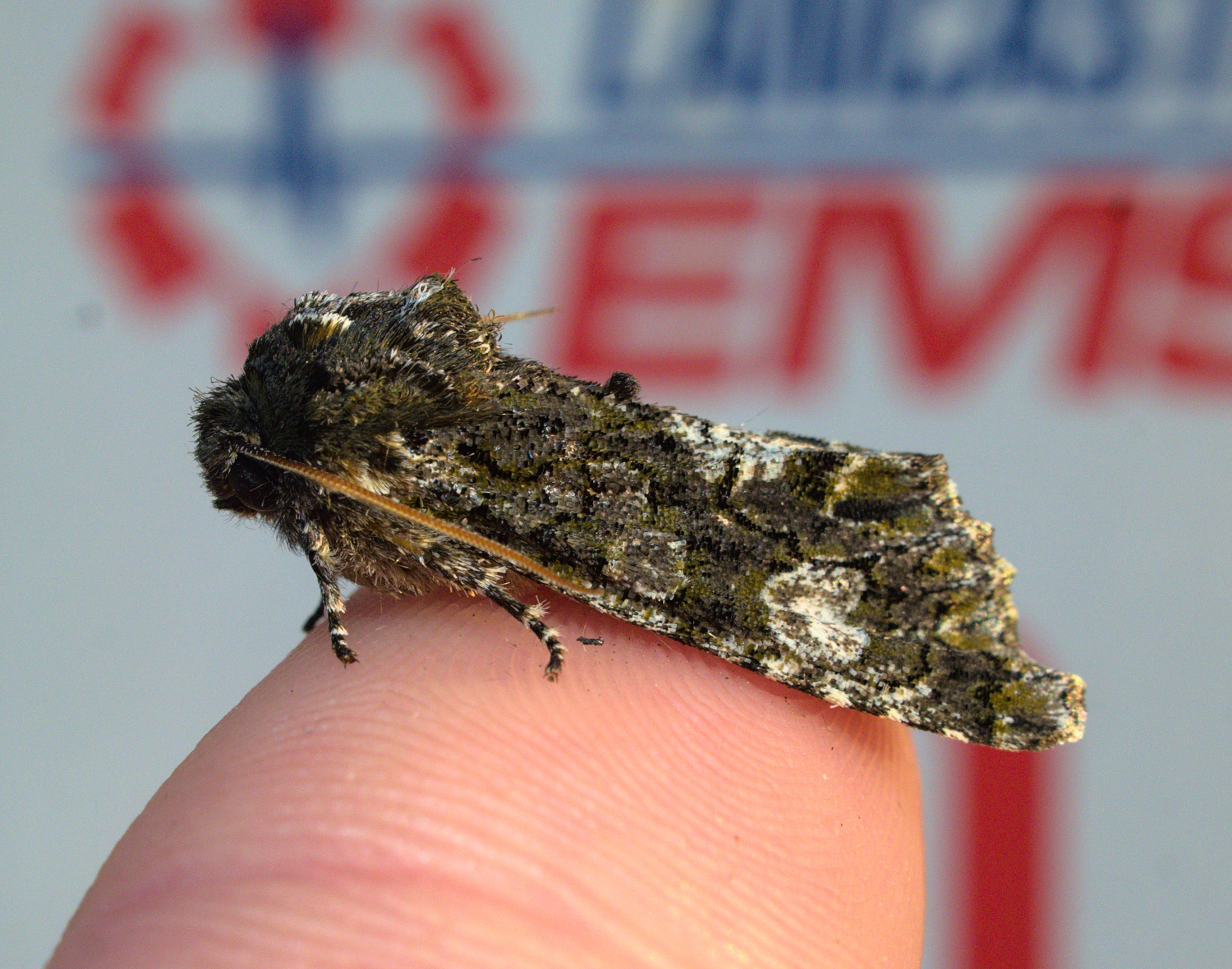 New for LEMSA again- Green moths are cool_20210405.jpg